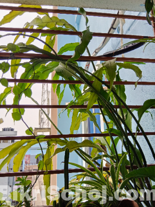 Indoor plants
